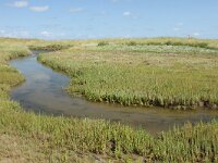 NL, Friesland, Terschelling, De Grie 27, Saxifraga-Dirk Hilbers