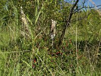 NL, Friesland, Terschelling, De Grie 34, Saxifraga-Dirk Hilbers