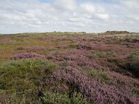 NL, Friesland, Terschelling, De Grie 8, Saxifraga-Dirk Hilbers