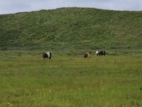 NL, Friesland, Terschelling, Hoorn 7, Saxifraga-Hans Boll