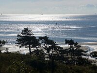 NL, Friesland, Terschelling, Kaapsduin 1, Saxifraga-Sytske Dijksen