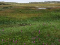 NL, Friesland, Terschelling, Midsland 12, Saxifraga-Hans Boll