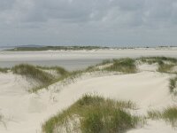 NL, Friesland, Terschelling, Noordsvaarder 11, Saxifraga-Hans Boll