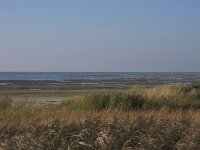 NL, Friesland, Terschelling, Noordsvaarder 34, Saxifraga-Hans Boll