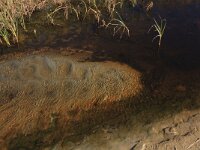 NL, Friesland, Terschelling, Noordsvaarder 36, Saxifraga-Hans Boll