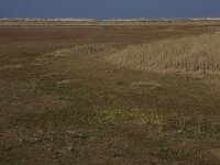 NL, Friesland, Terschelling, Noordsvaarder 43, Saxifraga-Hans Boll