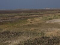 NL, Friesland, Terschelling, Noordsvaarder 44, Saxifraga-Hans Boll