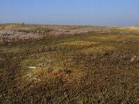 NL, Friesland, Terschelling, Noordsvaarder 47, Saxifraga-Hans Boll