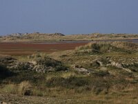NL, Friesland, Terschelling, Noordsvaarder 50, Saxifraga-Hans Boll