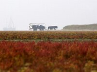 NL, Friesland, Terschelling, Noordsvaarder 91, Saxifraga-Foto Fitis-Sytske Dijksen