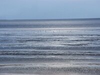 NL, Friesland, Terschelling, Oosterend 4, Saxifraga-Foto Fitis-Sytske Dijksen