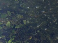 NL, Friesland, Terschelling, Perenkuil 3, Saxifraga-Hans Boll