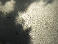 NL, Friesland, Terschelling, Waddenzee 4, Mytilus edulis, Saxifraga-Foto Fitis-Sytske Dijksen