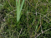 NL, Friesland, Tietjerksteradeel 5, Saxifraga-Hans Boll