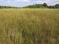 NL, Friesland, Tietjerksteradeel, Alde Feanen 1, Saxifraga-Hans Dekker