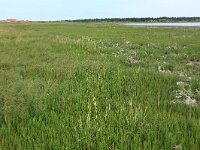 NL, Friesland, Vlieland, Posthuiswad 15, Saxifraga-Hans Boll