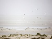 NL, Friesland, Vlieland, Vliehors 1, Saxifraga-Bart Vastenhouw