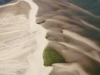 NL, Friesland, Vlieland, Vliehors 95, Saxifraga-Foto Fitis-Sytske Dijksen