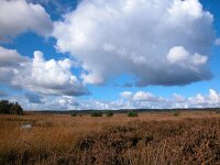 NL, Gelderland, Apeldoorn, Asselse Heide 3, Saxifraga-Bart Vastenhouw