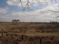 NL, Gelderland, Apeldoorn, Hoog Buurlo 2, Saxifraga-Jan Nijendijk
