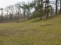 NL, Gelderland, Apeldoorn, Hunnenschans 2, Saxifraga-Jan Nijendijk