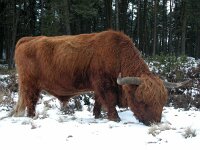 NL, Gelderland, Apeldoorn, Loenermark 25, Saxifraga-Bart Vastenhouw