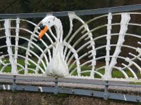 NL, Gelderland, Arnhem, Sonsbeek 19, Saxifraga-Foto Fitis-Sytske Dijksen