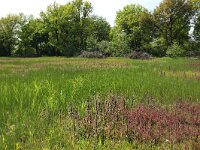 NL, Gelderland, Berg en Dal, De Bruuk 116, Saxifraga-Hans Boll
