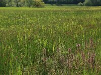 NL, Gelderland, Berg en Dal, De Bruuk 122, Saxifraga-Hans Boll