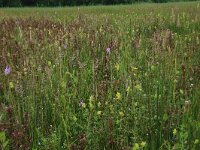 NL, Gelderland, Berg en Dal, De Bruuk 136, Saxifraga-Hans Boll