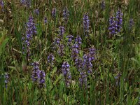 NL, Gelderland, Berg en Dal, De Bruuk 24, Saxifraga-Hans Boll