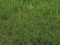 NL, Gelderland, Berg en Dal, De Bruuk 83, Saxifraga-Hans Boll