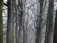 NL, Gelderland, Berg en Dal, Landgoed De Holthurnsche Hof 3, Saxifraga-Tom Heijnen