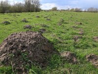 NL, Gelderland, Brummen, Cortenoever 44, Saxifraga-Hans Boll