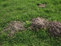 NL, Gelderland, Brummen, Cortenoever 45, Saxifraga-Hans Boll