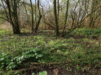 NL, Gelderland, Brummen, Cortenoever 70, Saxifraga-Hans Boll