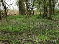 NL, Gelderland, Brummen, Cortenoever 83, Saxifraga-Hans Boll