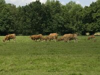 NL, Gelderland, Buren, Zoelen 16, Saxifraga-Willem van Kruijsbergen
