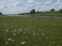 NL, Gelderland, Culemborg, Goilberdingerwaard 12, Saxifraga-Willem van Kruijsbergen