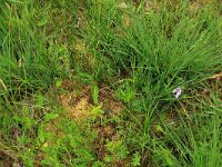 NL, Gelderland, Ede, Bennekomse Meent 11, Saxifraga-Hans Boll