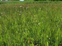 NL, Gelderland, Ede, Bennekomse Meent 28, Saxifraga-Hans Boll