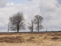 NL, Gelderland, Ede, Nationaalpark De Hoge Veluwe 100, Saxifraga-Jan Nijendijk