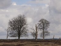 NL, Gelderland, Ede, Nationaalpark De Hoge Veluwe 101, Saxifraga-Jan Nijendijk