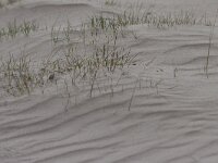 NL, Gelderland, Ede, Nationaalpark De Hoge Veluwe 102, Saxifraga-Jan Nijendijk