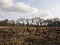 NL, Gelderland, Ede, Nationaalpark De Hoge Veluwe 103, Saxifraga-Jan Nijendijk