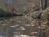 NL, Gelderland, Epe, Niersen, De Motketel 3, Saxifraga-Jan Nijendijk