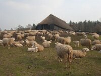 NL, Gelderland, Ermelo, Ermelose Heide 3, Saxifraga-Jan Nijendijk