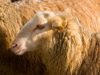 Veluws Heideschaap  Veluws Heideschaap van de Ermelose schaapskudde