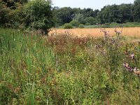 NL, Gelderland, Heumen, Overasseltsche en Hatertsche vennen 157, Saxifraga-Hans Boll