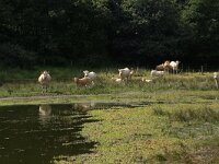 NL, Gelderland, Heumen, Overasseltsche en Hatertsche vennen 179, Saxifraga-Hans Boll